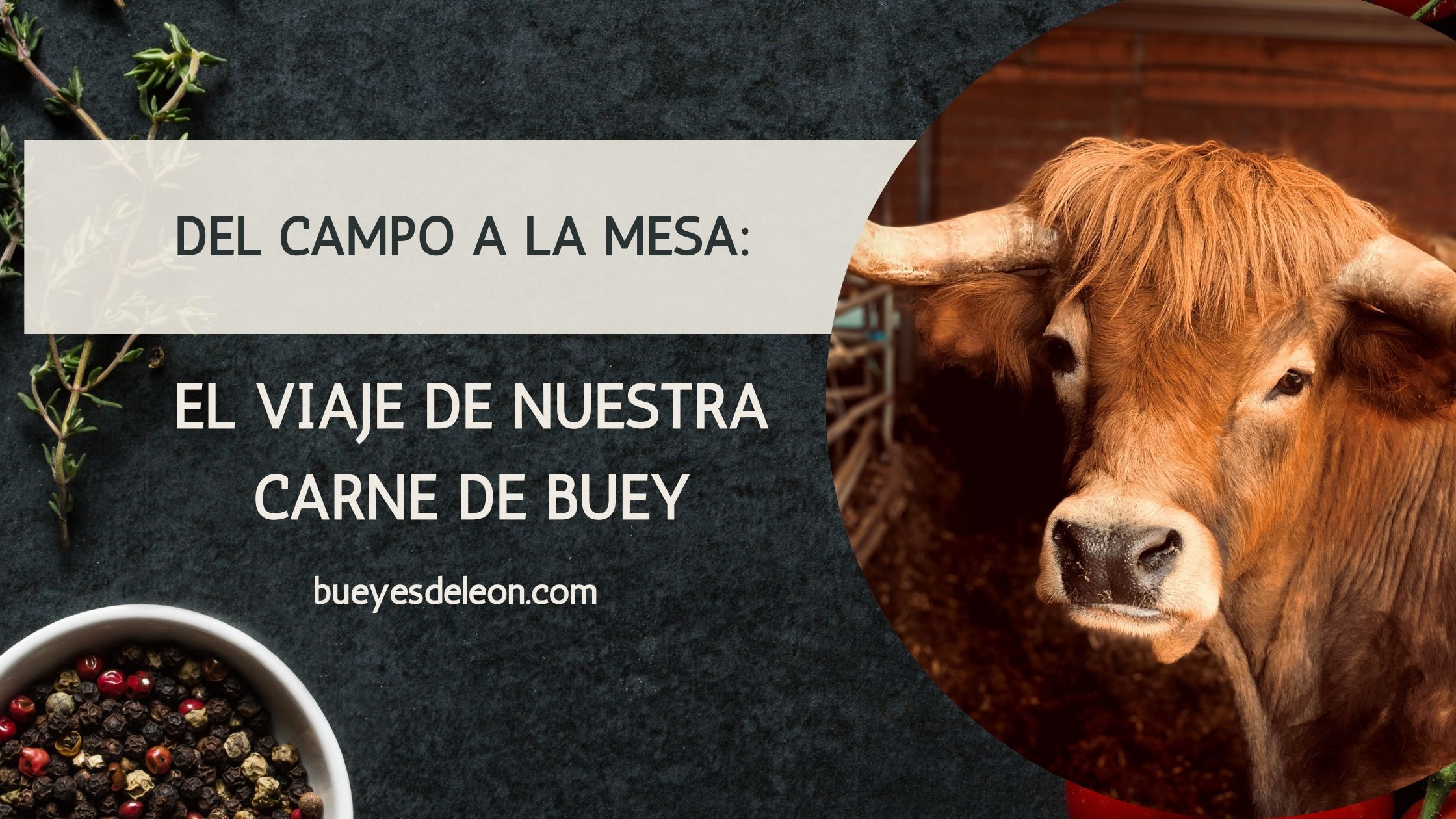 Del campo a la mesa: el viaje de nuestra carne de buey